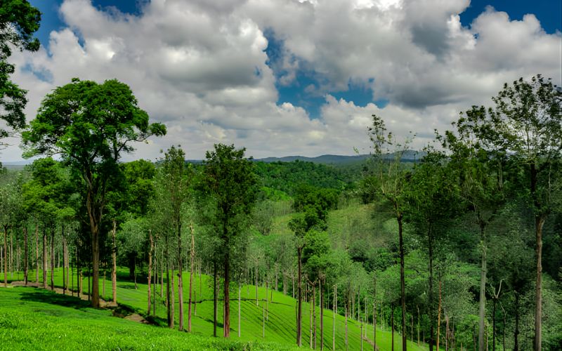 Royal Palaces to Misty Peaks: Mysore to Wayanad Tour